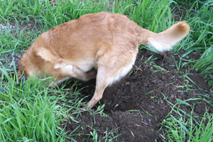 Amber digging