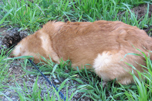 Amber looking for gopher
